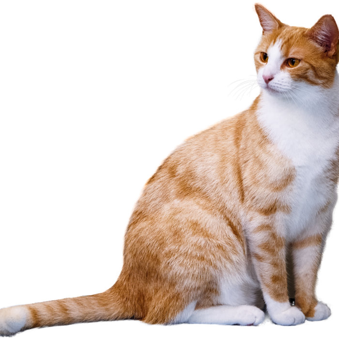 What to Do if Your Cat has Fleas? nomsa112
