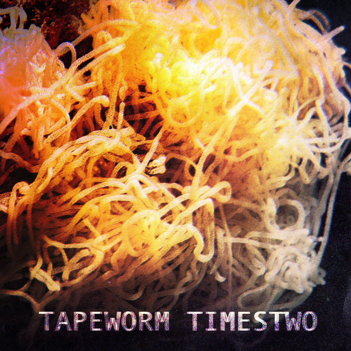 Tapeworm Times Two Tapeworm Tapeworm