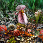 Come Dig My Garden, Stranger [Assortment I] {2024}