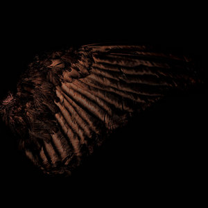 Fryktelig Støy — Incandescent