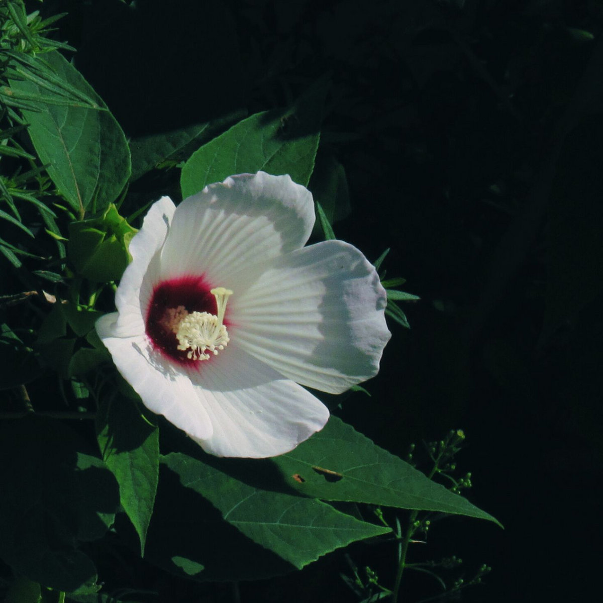 Back + Forth (revisited)