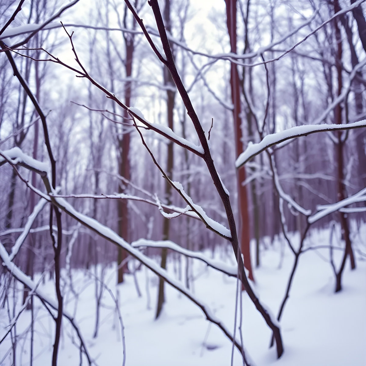 FÃ¶rfÃ¶rarna - Winter's Will