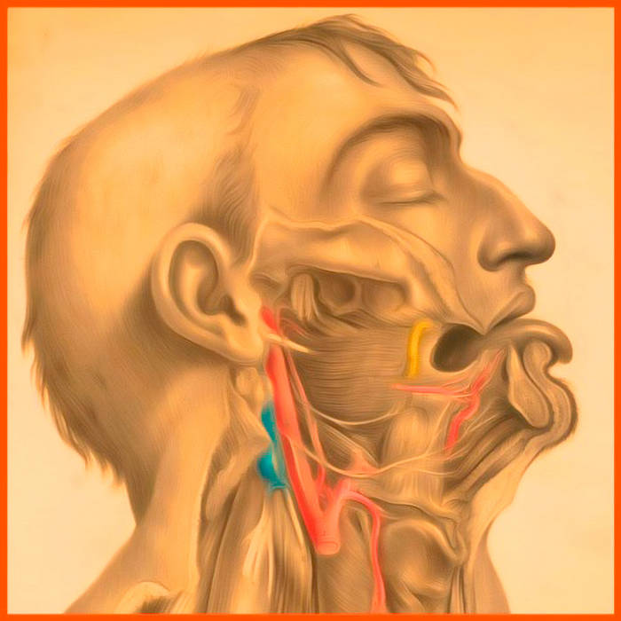 Rima Glottidis-gl(ɒ)tidis Cover Art