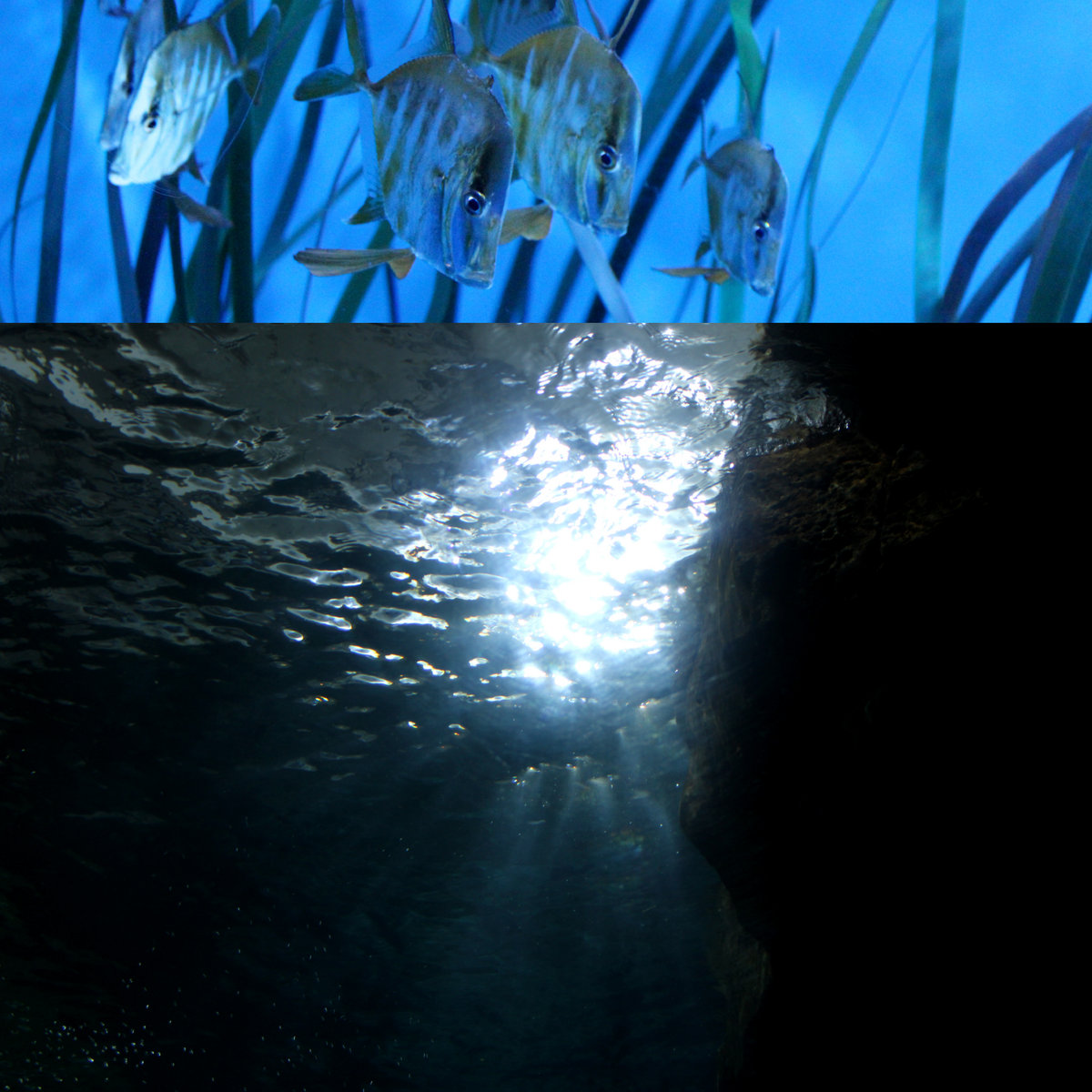 Pelagic Memory
