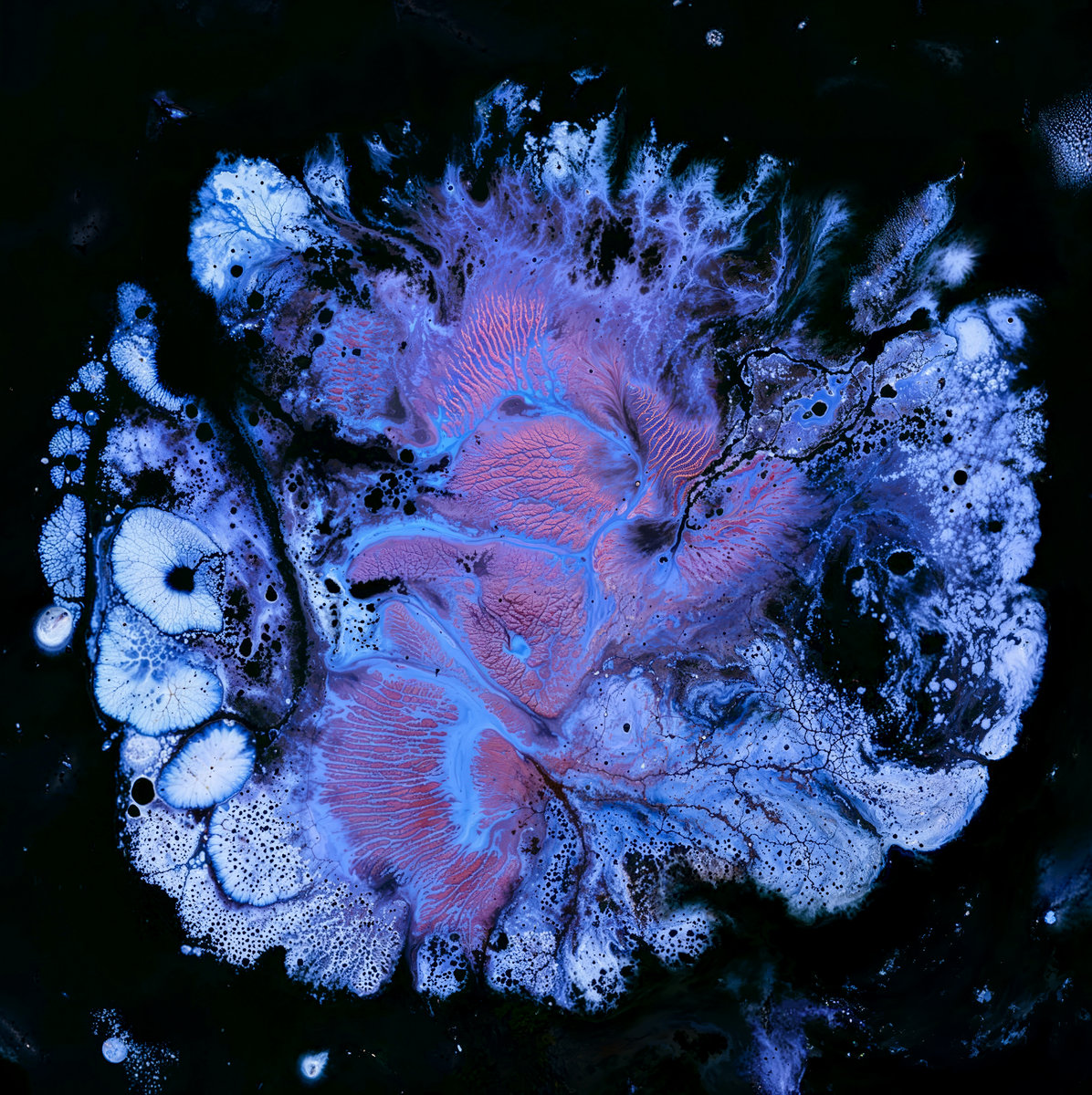 Hexacorallia cover