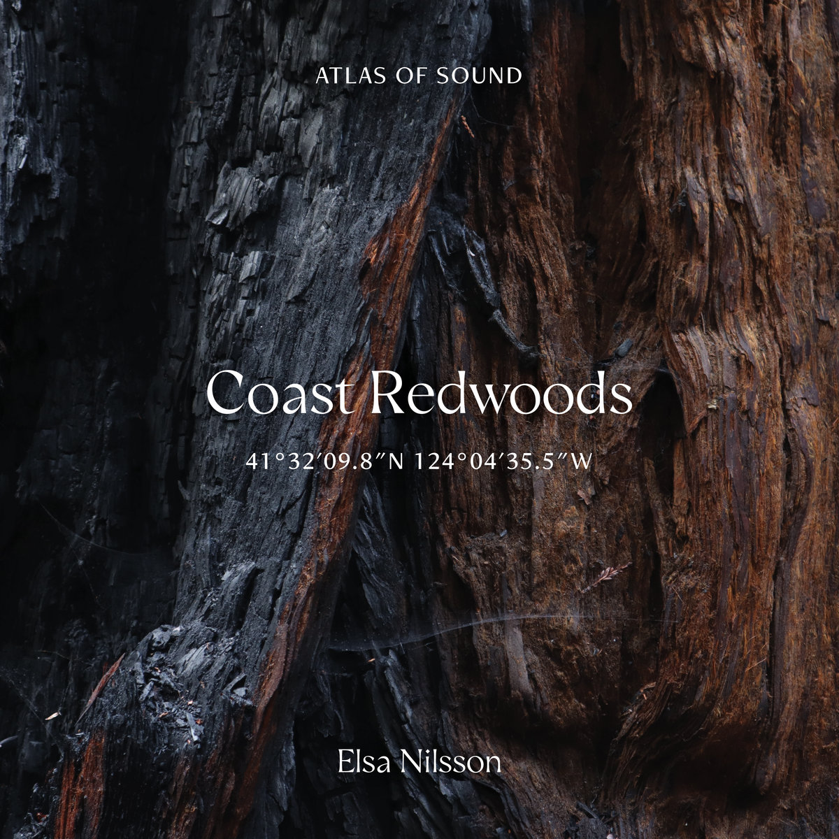 Atlas Of Sound - Coast Redwoods - 41°32'09.8"N 124°04'35.5"W