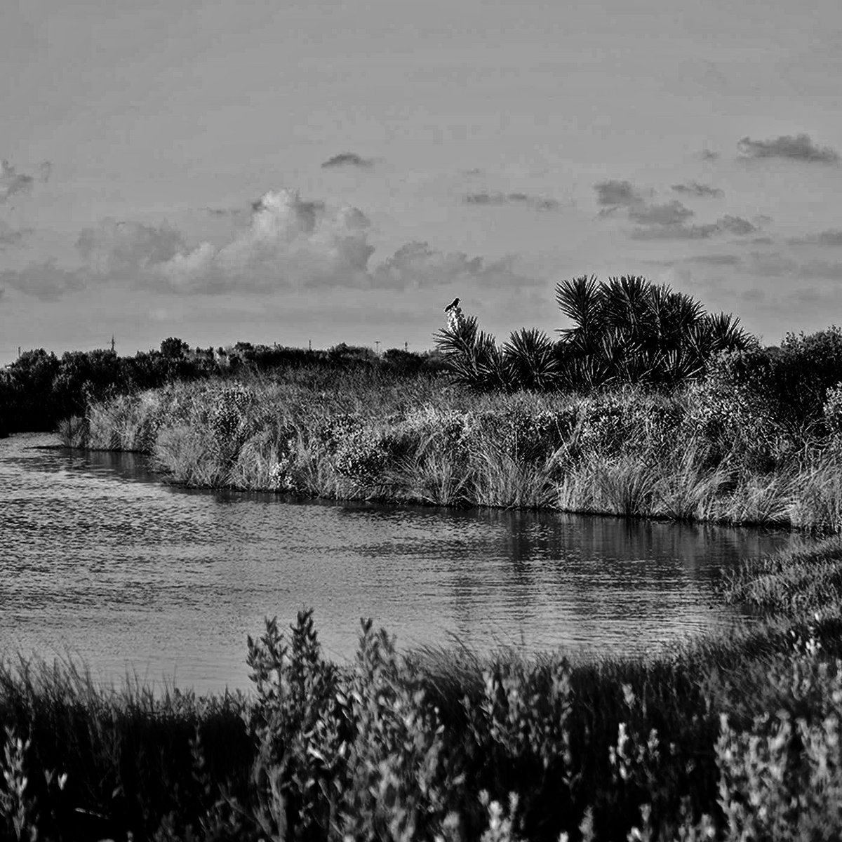 The Marsh cover