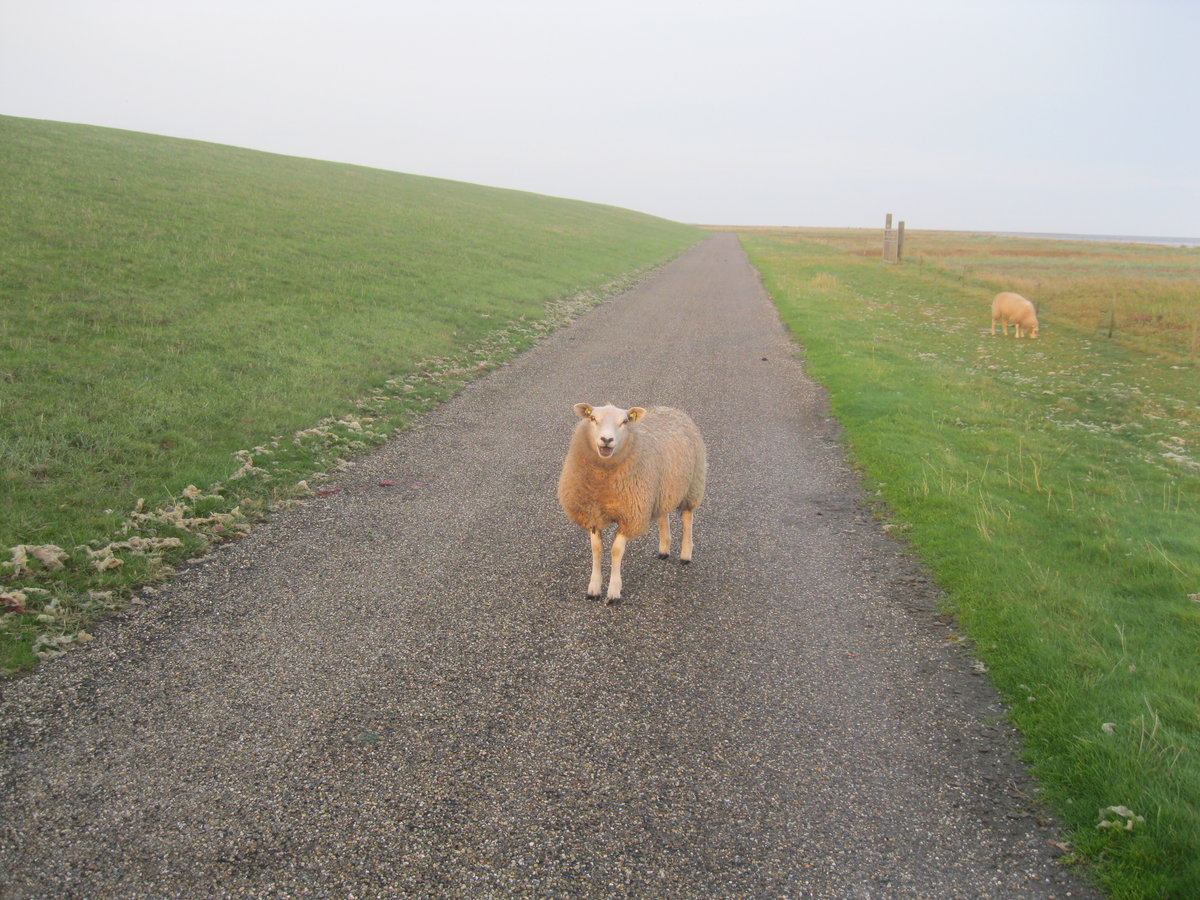 a shepherd