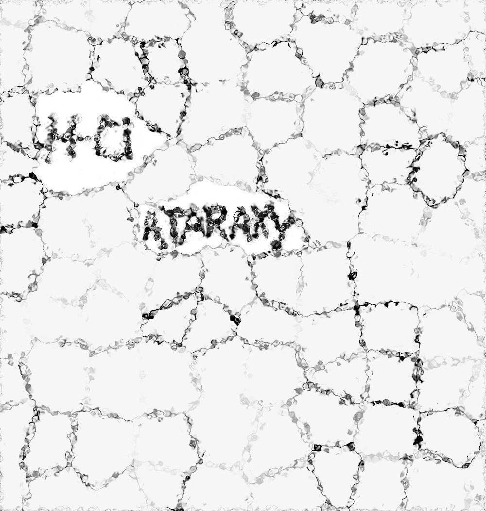 Ataraxy E.P. cover